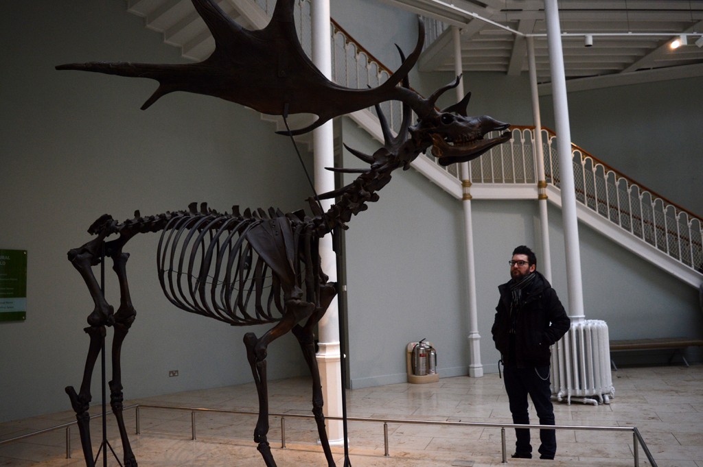 Squelette marron d'un cerf géant, avec des cornes immenses