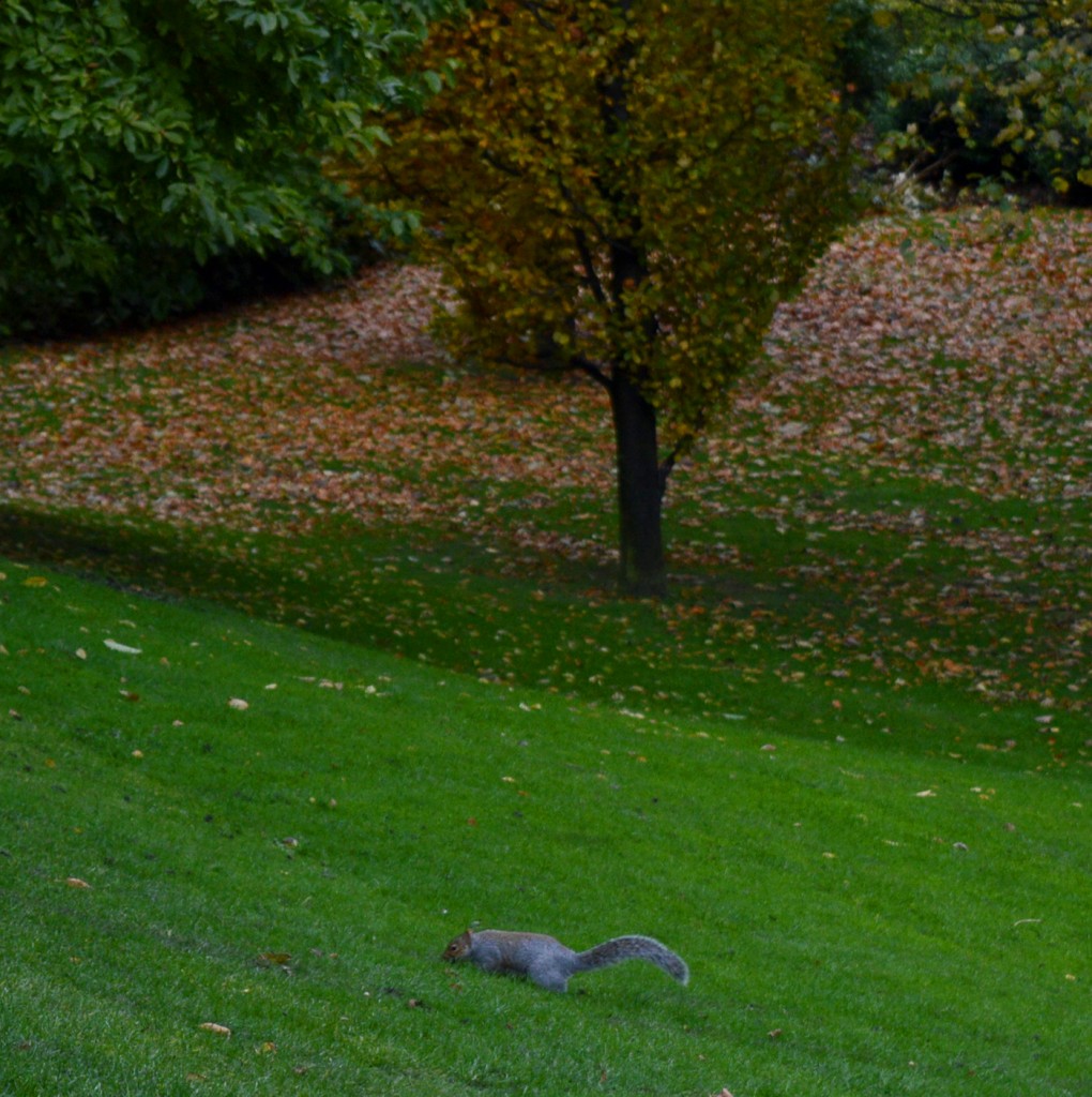 Écureuil dans l'herbe verte du parc