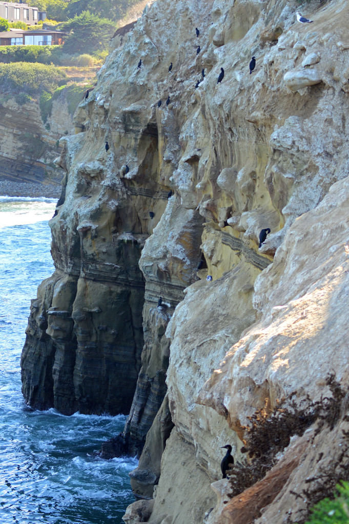 Oiseaux sur la falaise à La Jolla