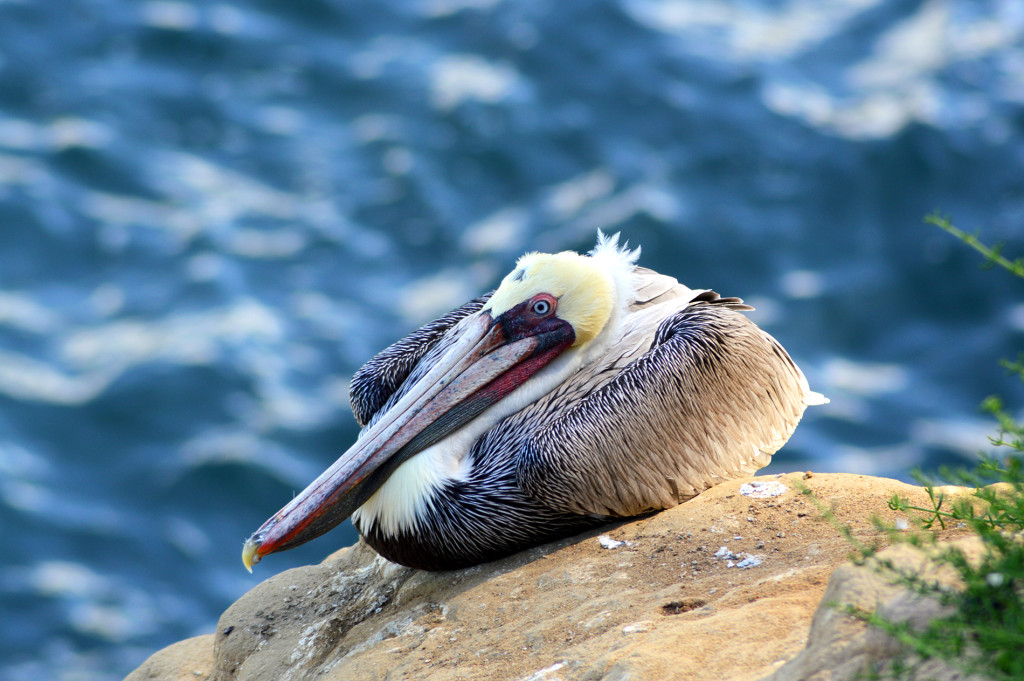 Pélican devant l'océan