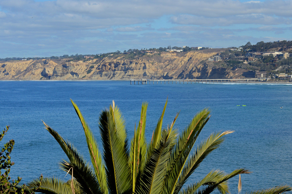 Palmier et falaises depuis La Jolla