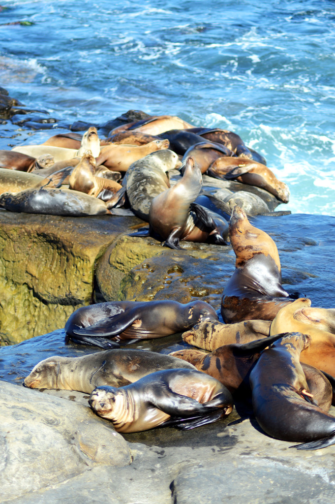 Une bande d'otaries bronze à la jolla 