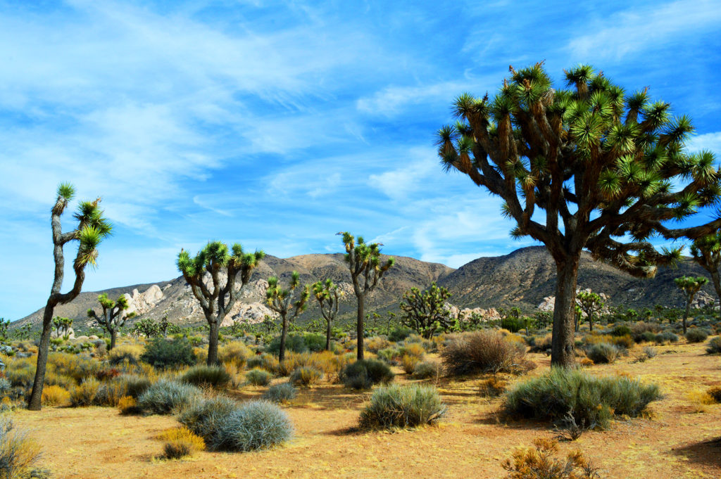 joshua trees a cape rock