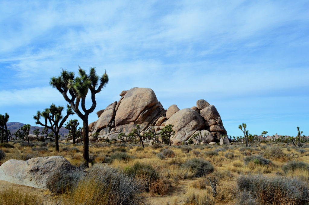 joshua tree cape rock