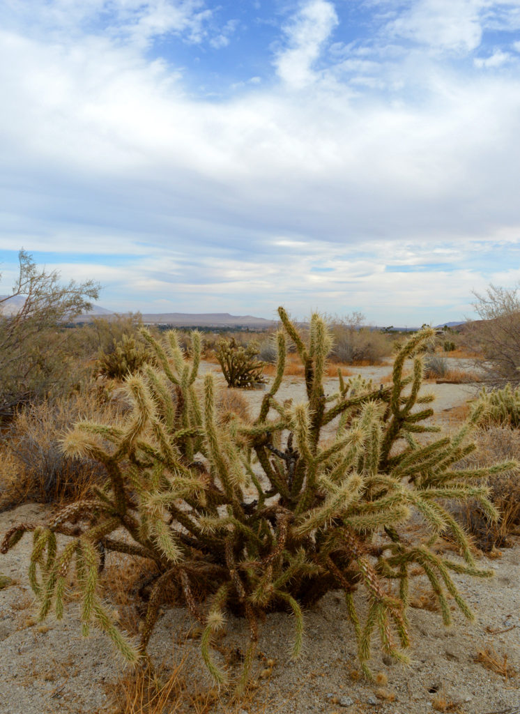 Cactus 