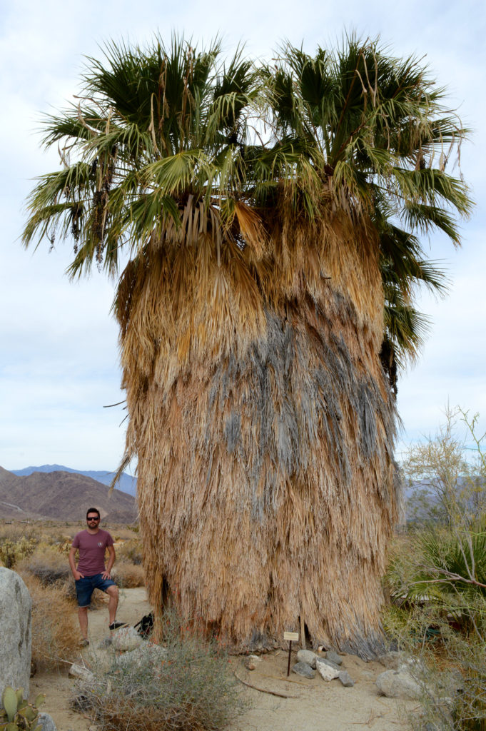 Palmier californien gigantesque