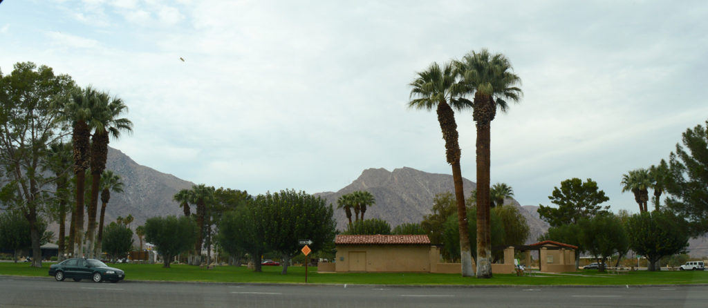 Palmiers à Borrego Springs