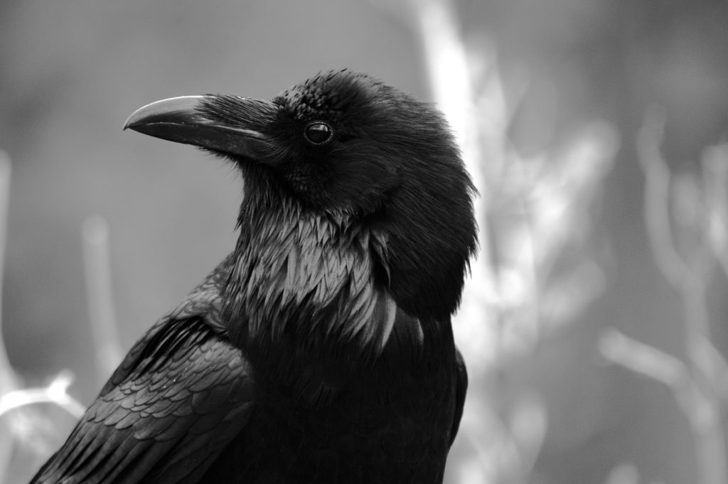 corbeau