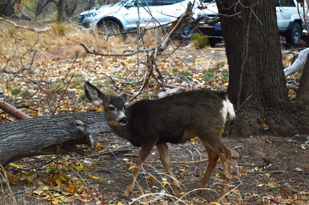 biche sur le parking