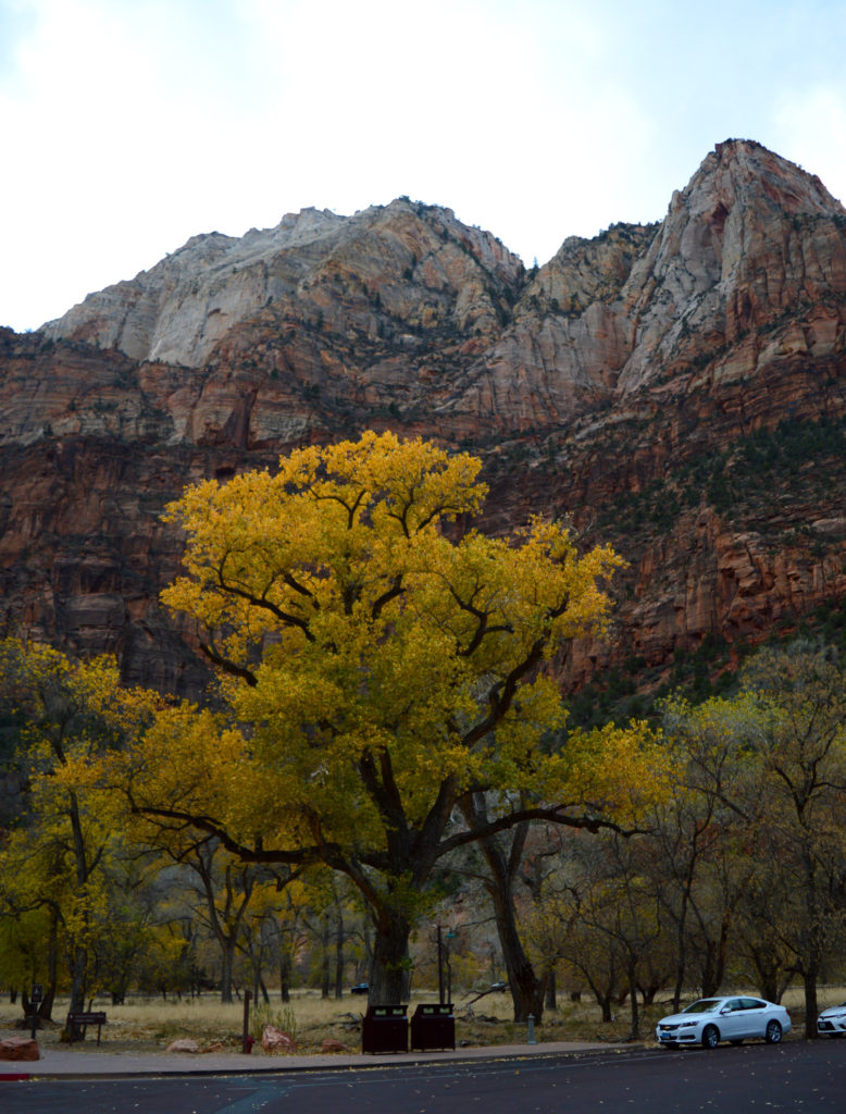 grand arbre jaune devant les montagnes