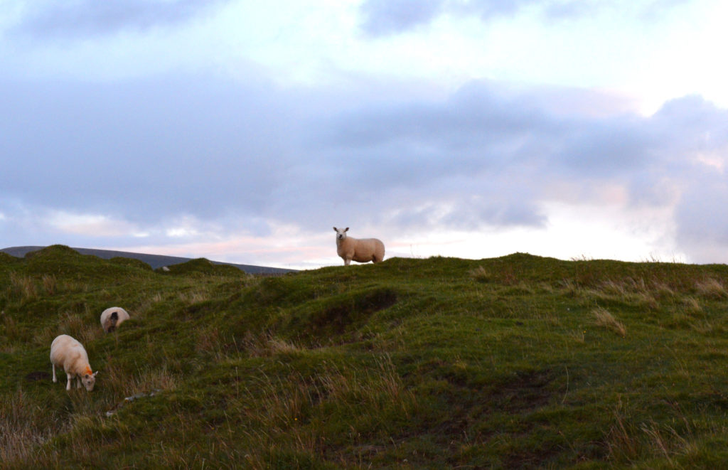 moutons au coucher du soleil 