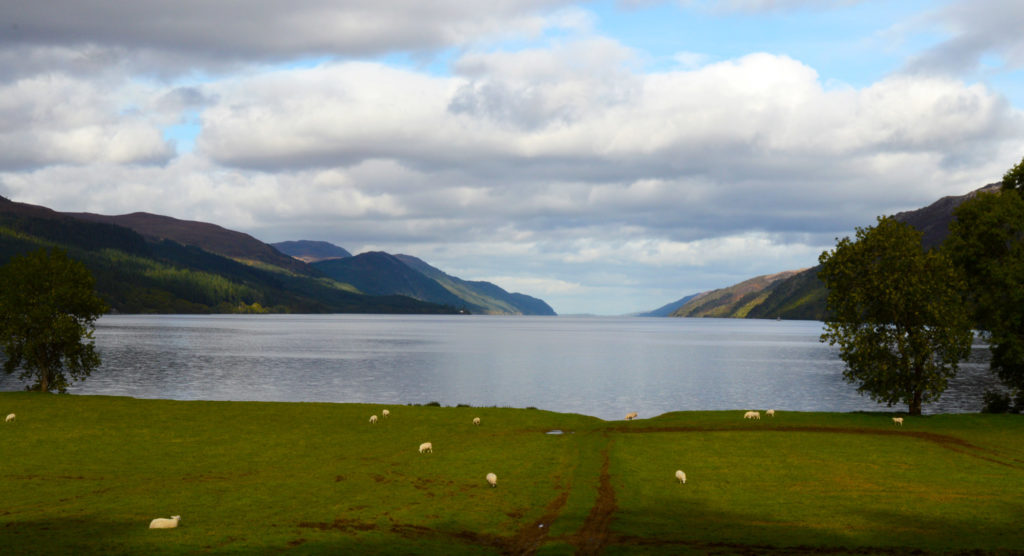 moutons devant le loch ness