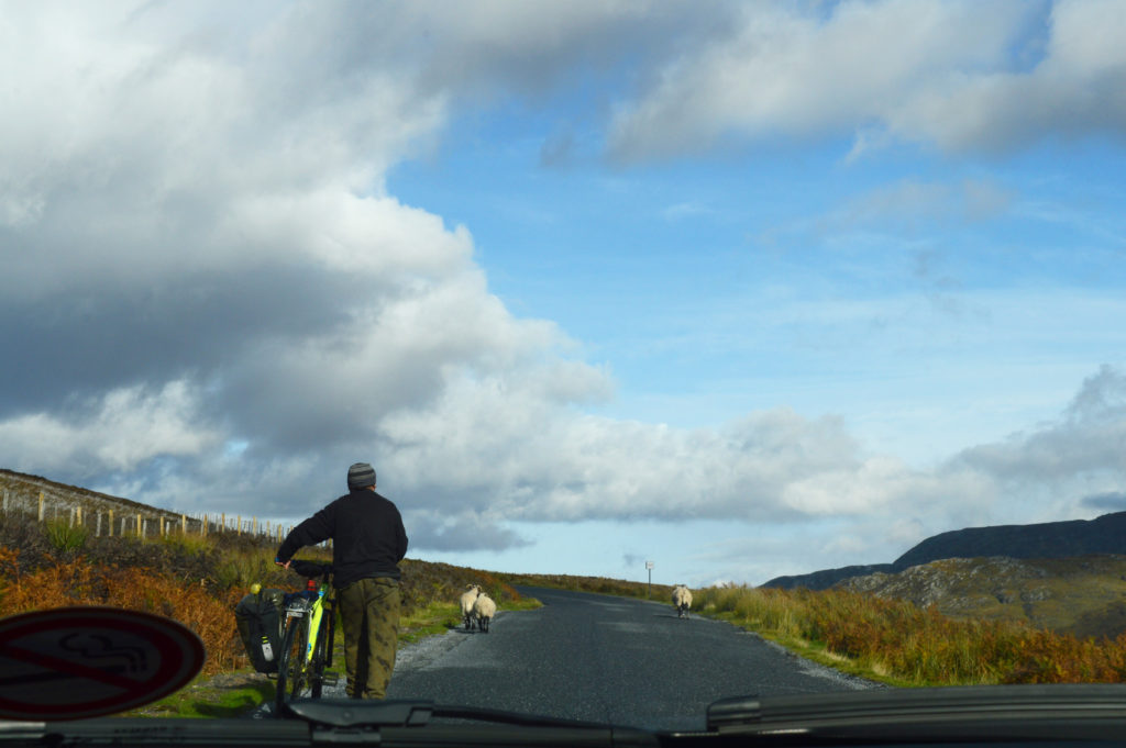 moutons et homme à vélo sur la route