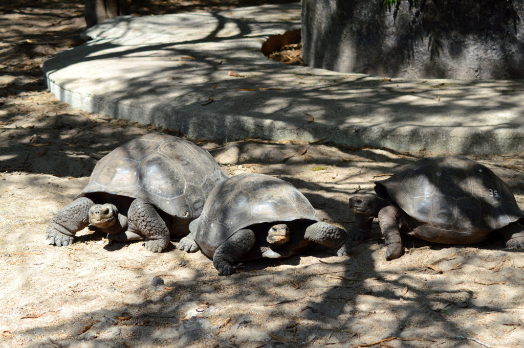 tortues