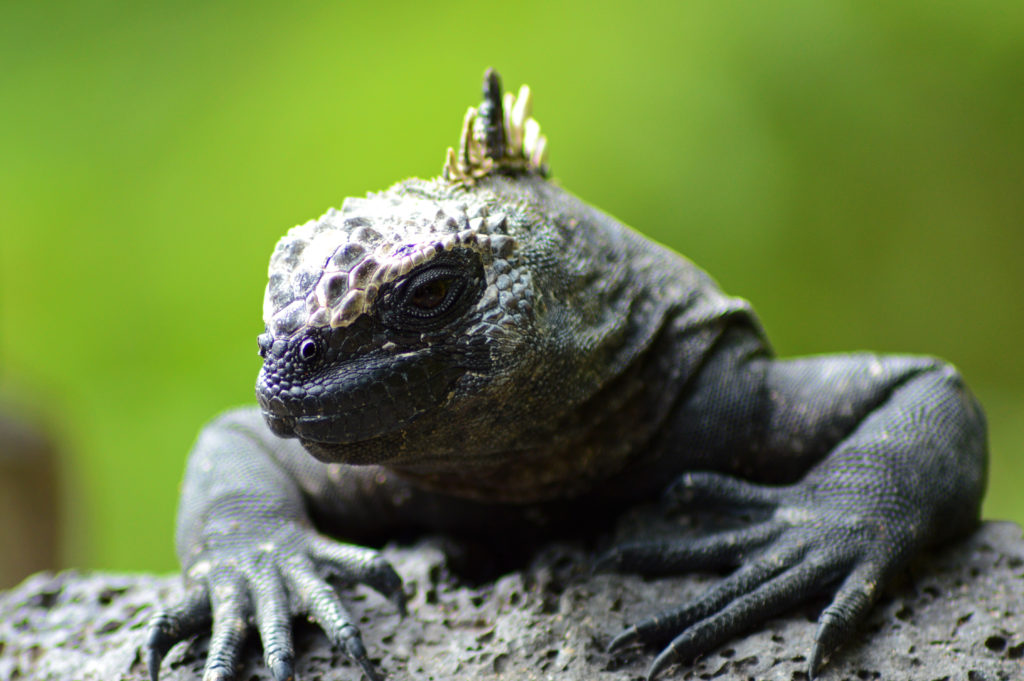 iguane