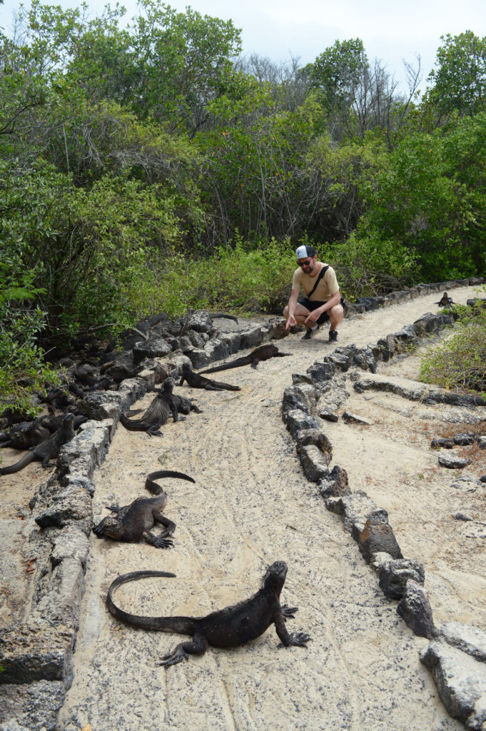 iguanes sur la route