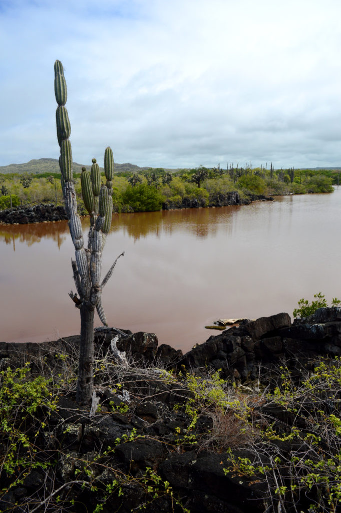 lac et cactus