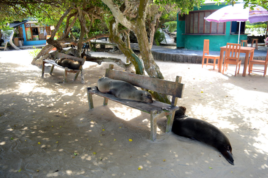 otaries sur des bancs