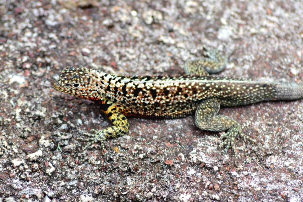 lézard