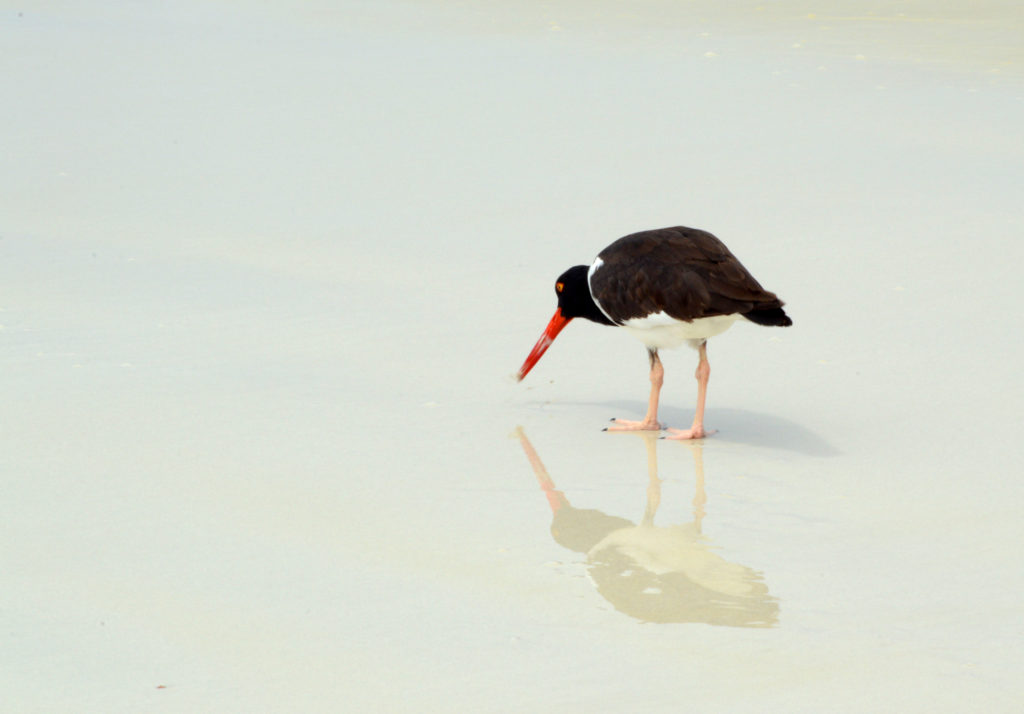 oiseau sur la plage