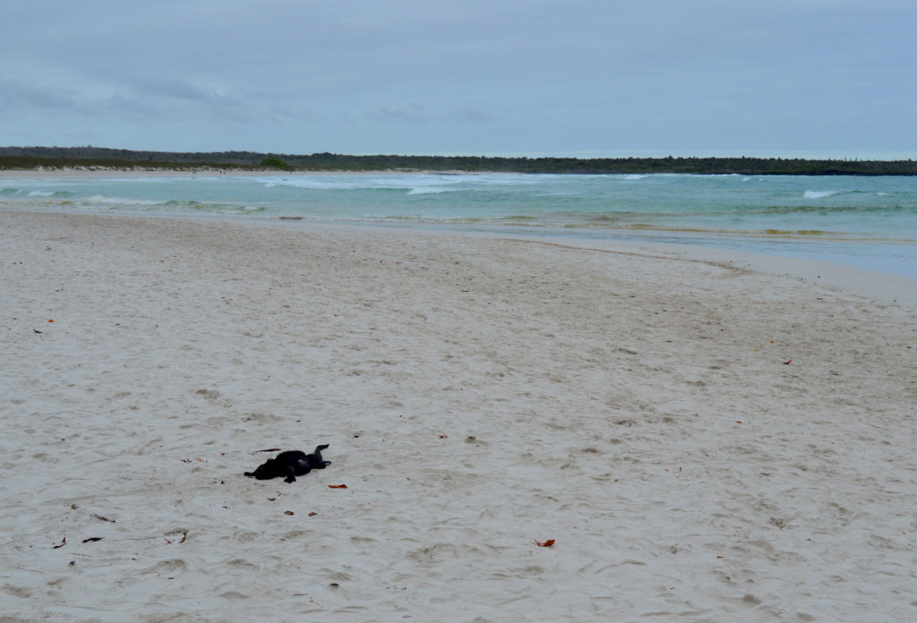 plage avec un iguane