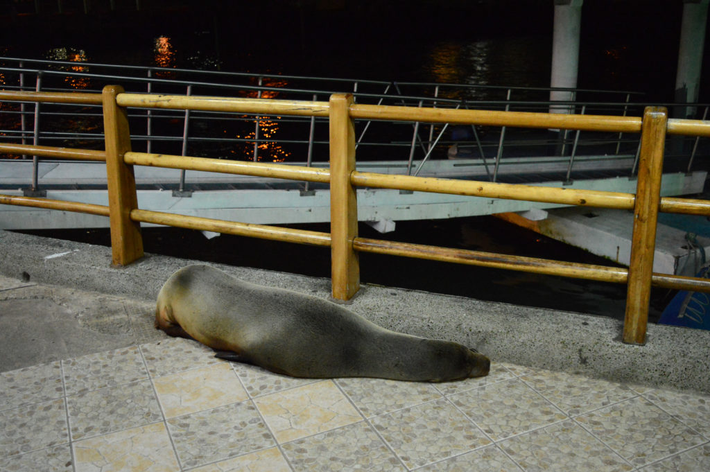 otarie qui dort sur le port