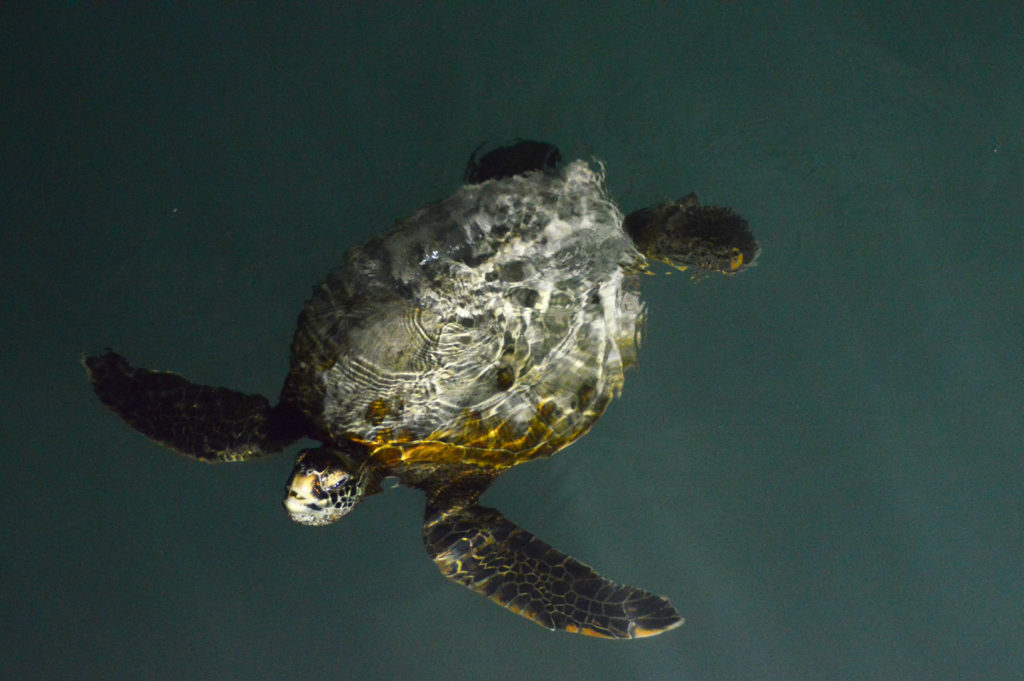 tortue marine