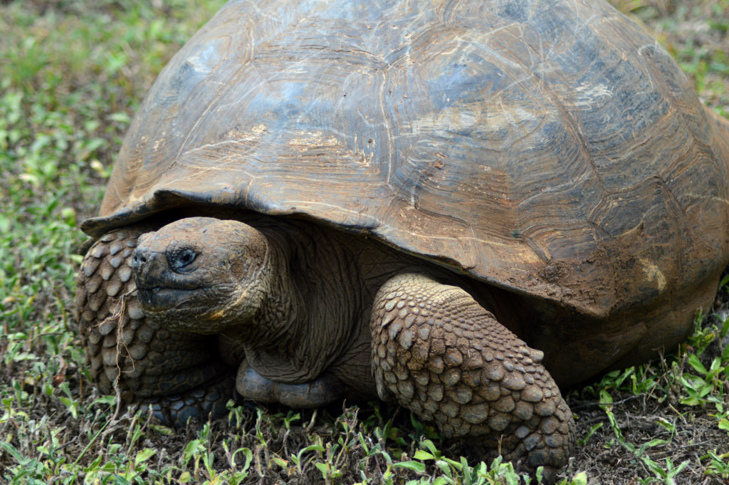 tortue