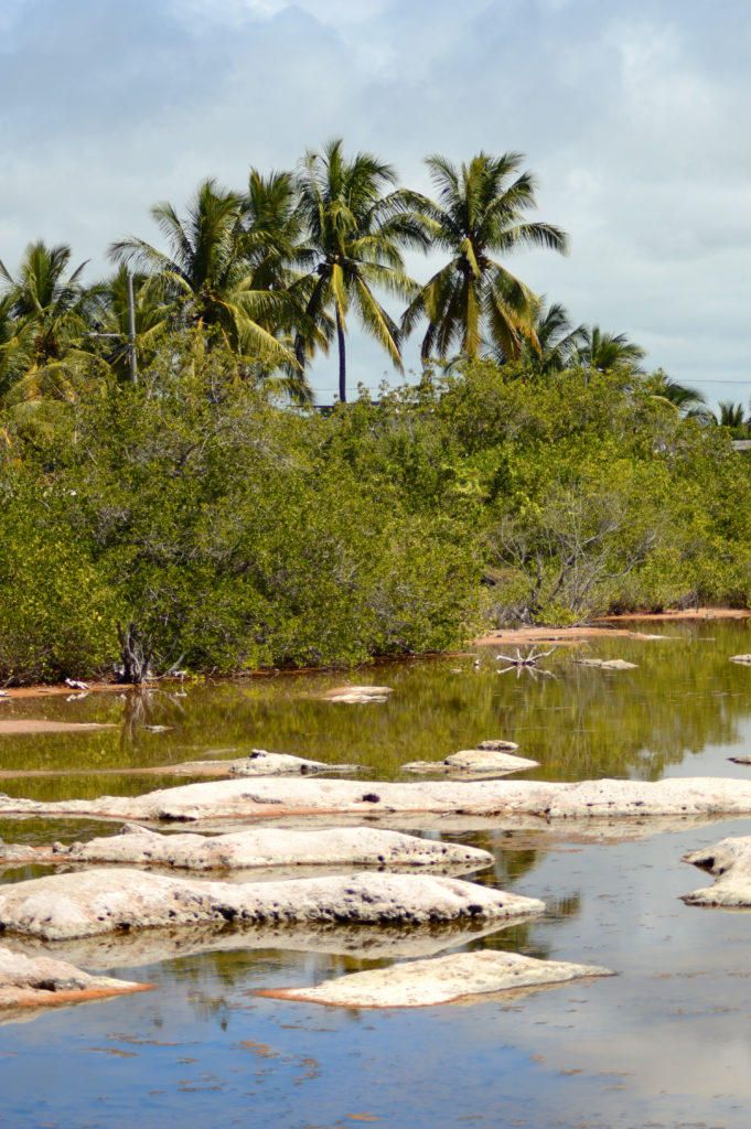 salins et palmiers