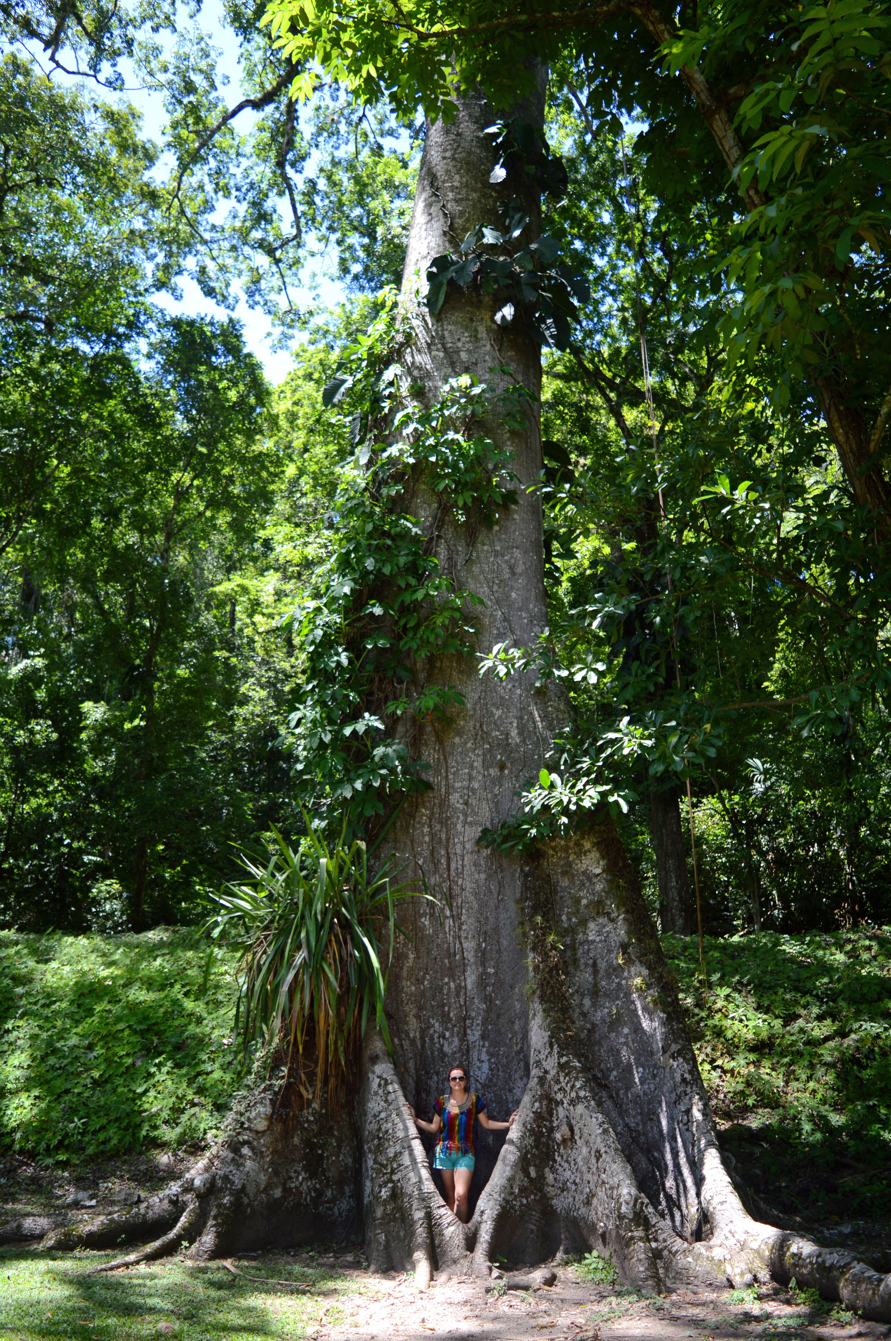 arbre dans les ruines de Yaxchilan mexique