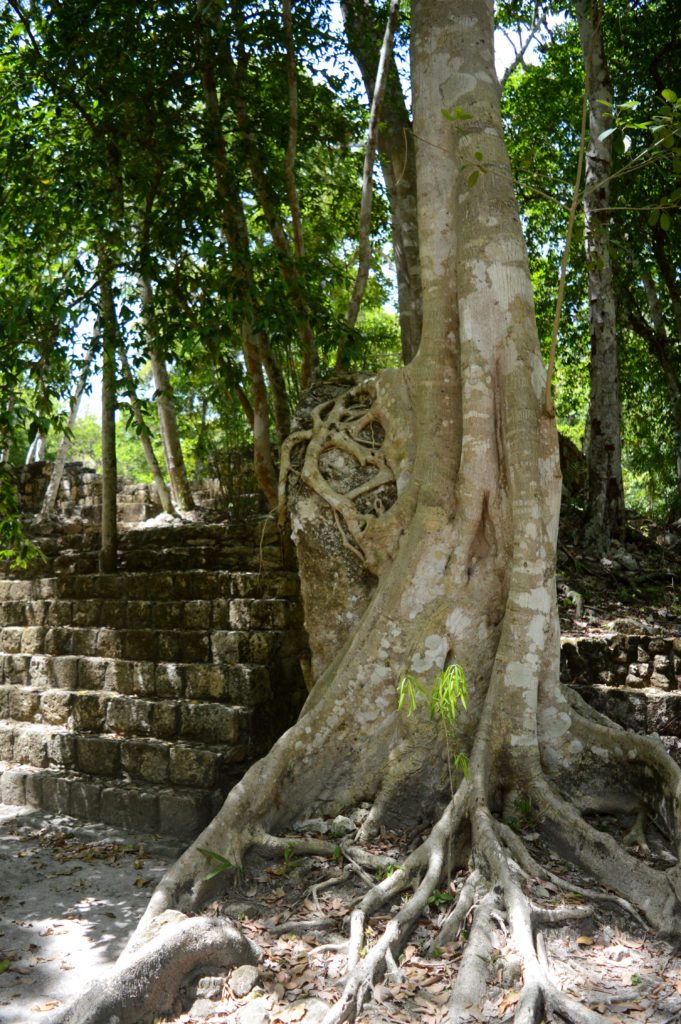 ruines Calakmul Mexique forêt tropicale