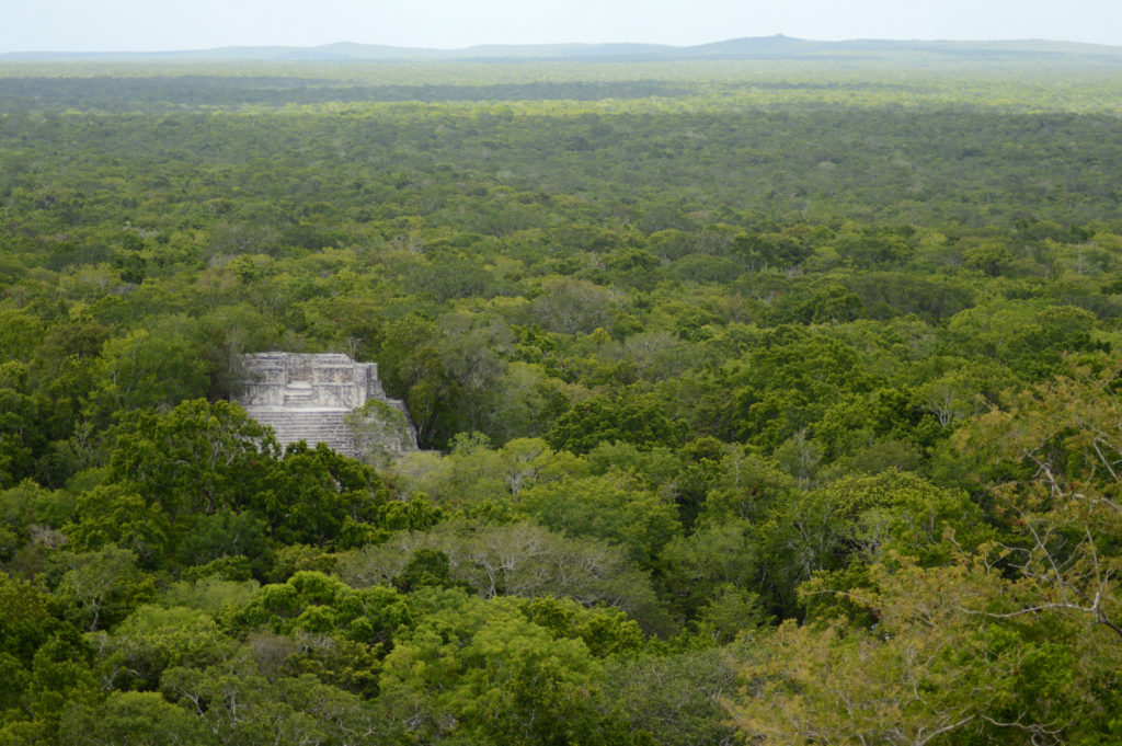 pyramide au milieu de la jungle, ruines Calakmul Mexique