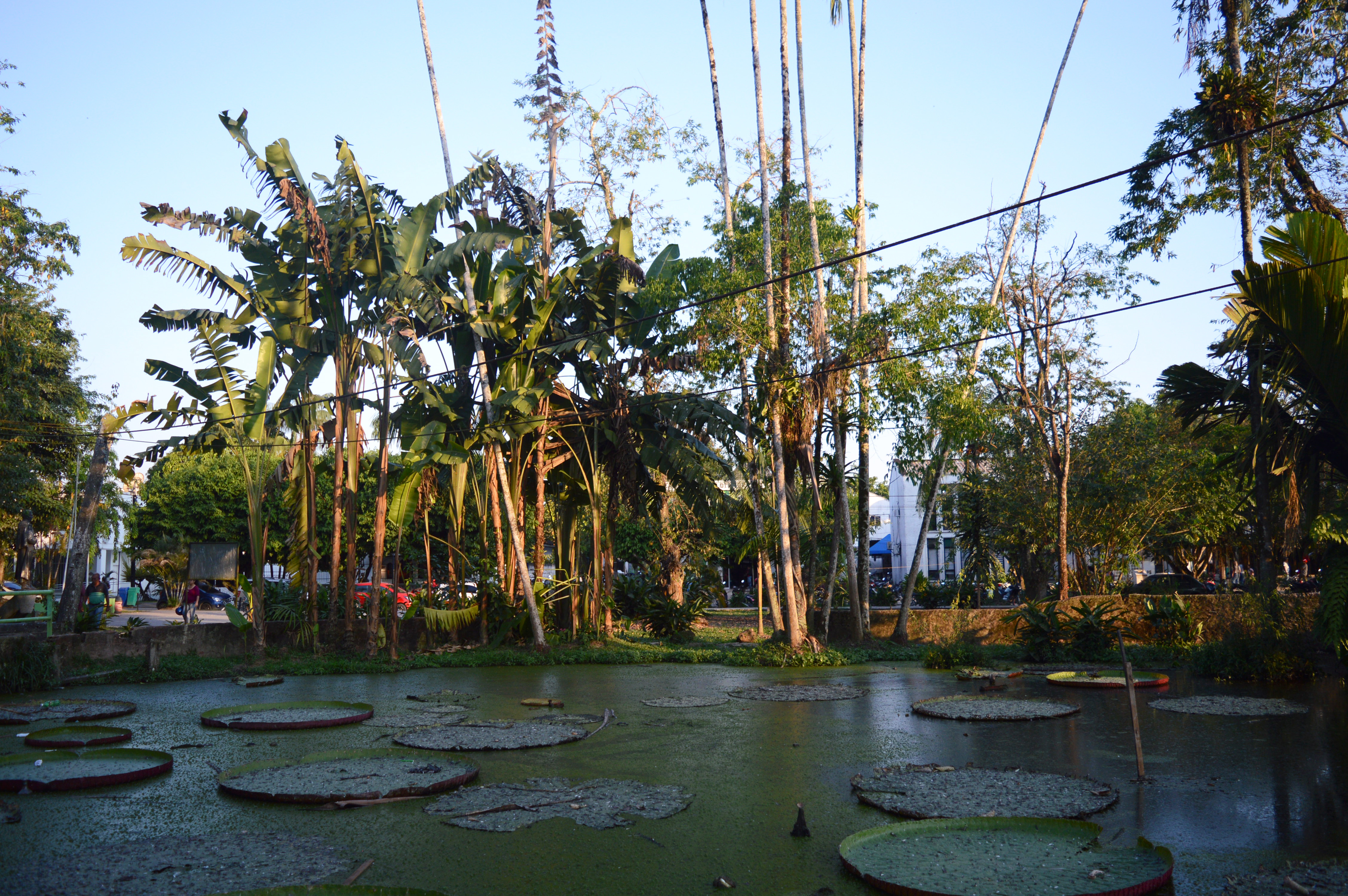 Bassin de nénuphars à Leticia, entouré de palmiers et bananiers