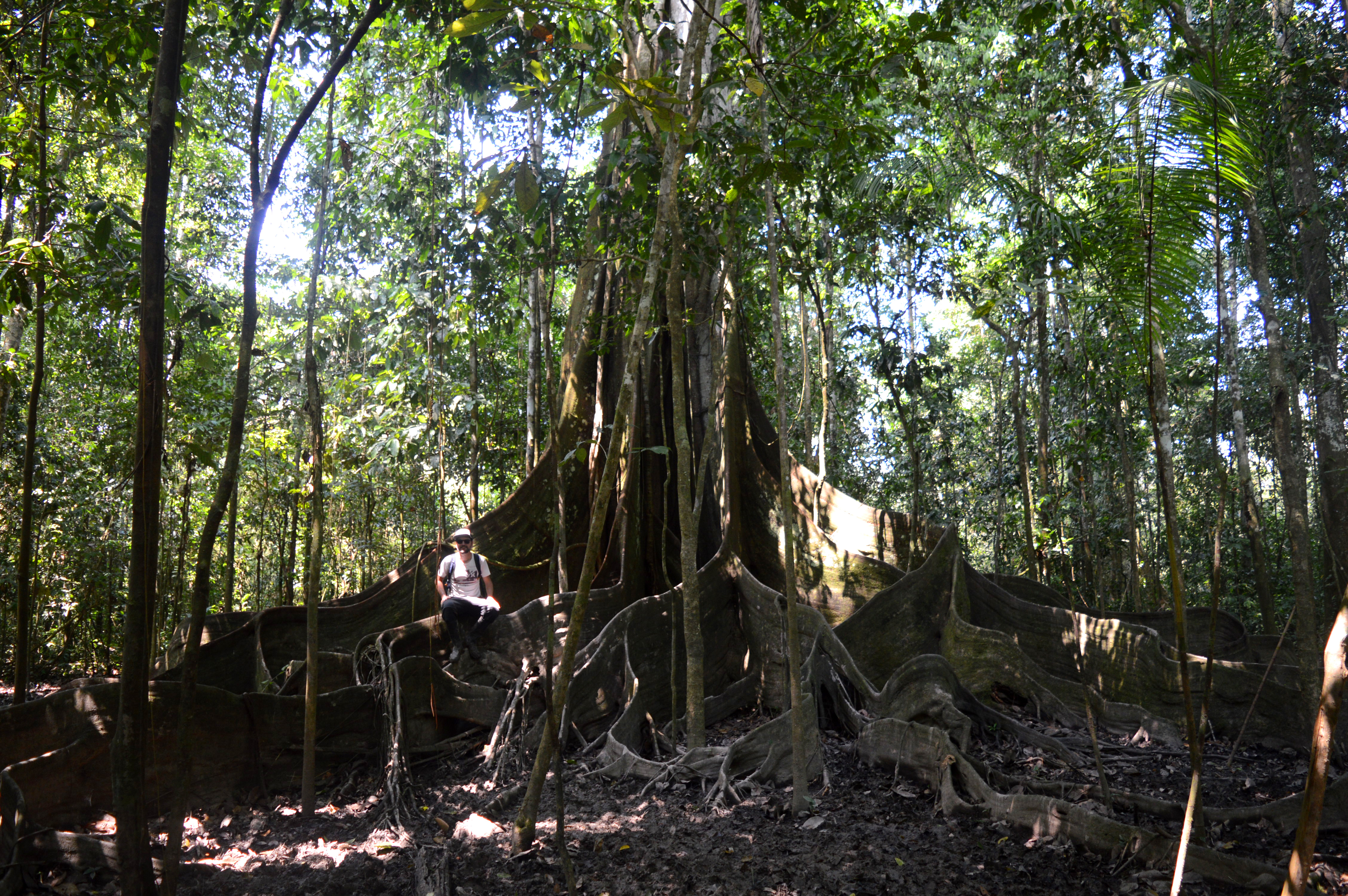 Manu assis sur les racines géantes d'un kapokier au milieu de l'Amazonie