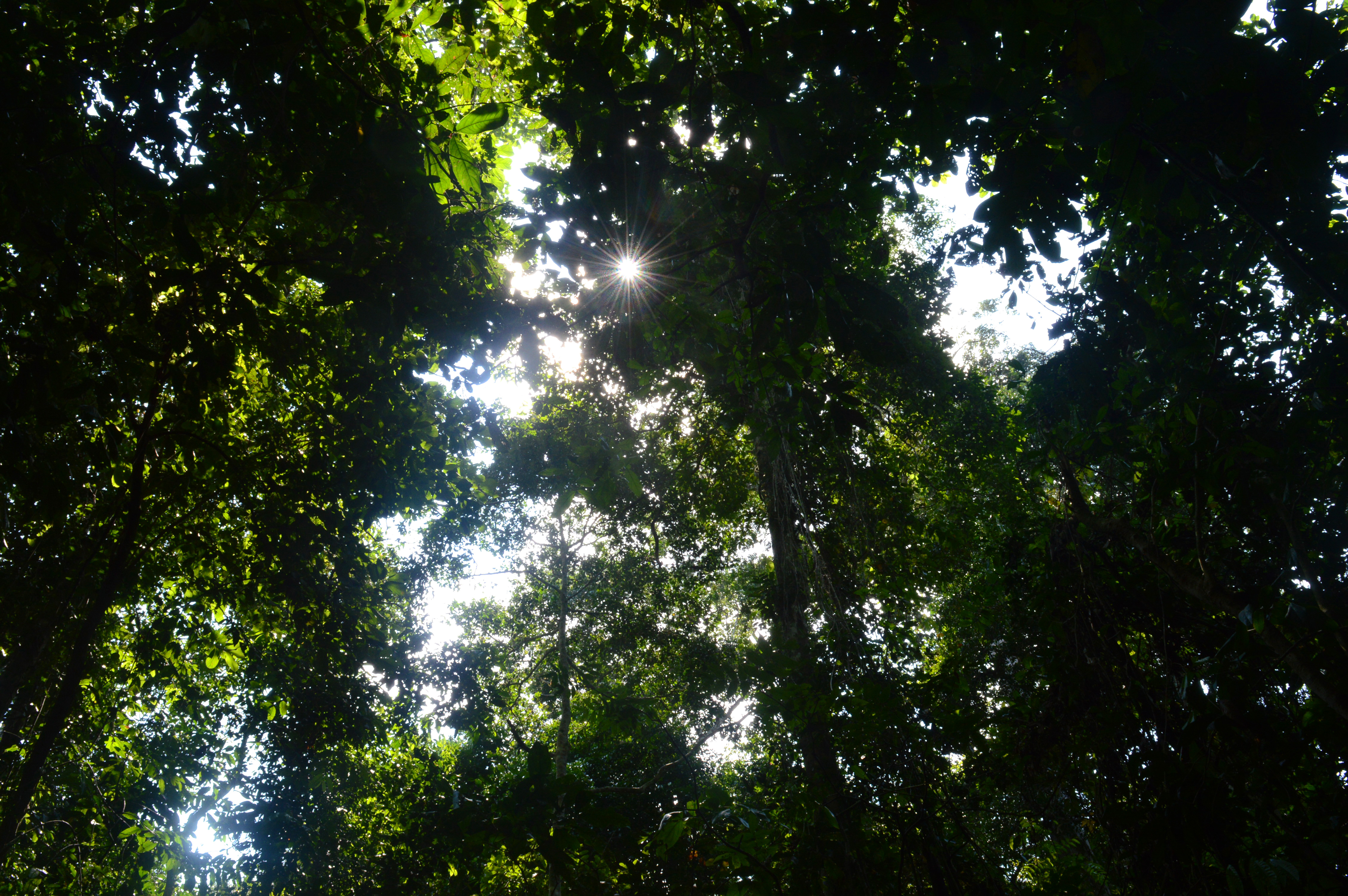 Soleil passant à travers la canopée de la jungle amazonienne, formant une étoile scintillante