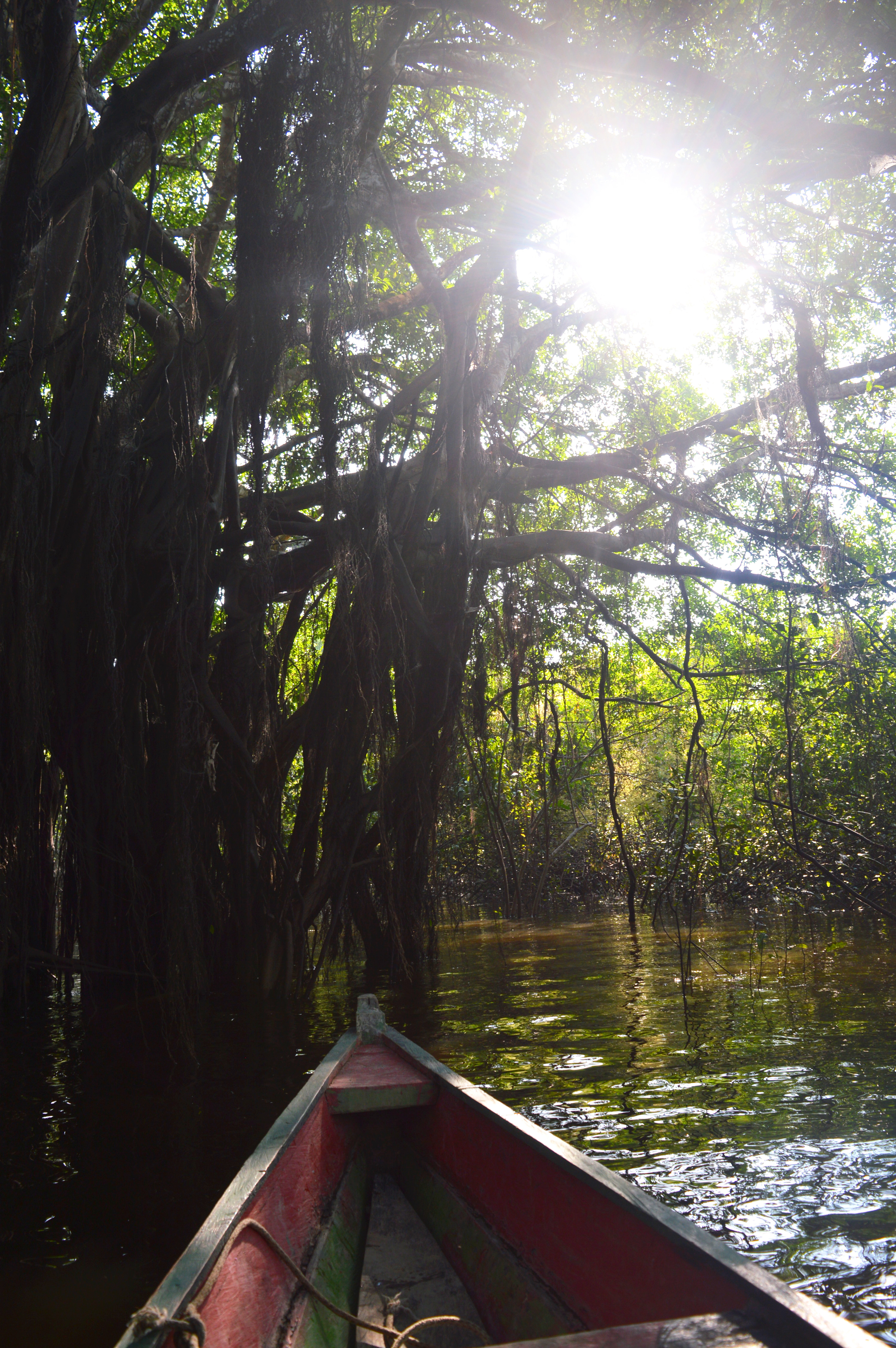 Pointe de la barque, sur l'eau, sous un arbre à lianes