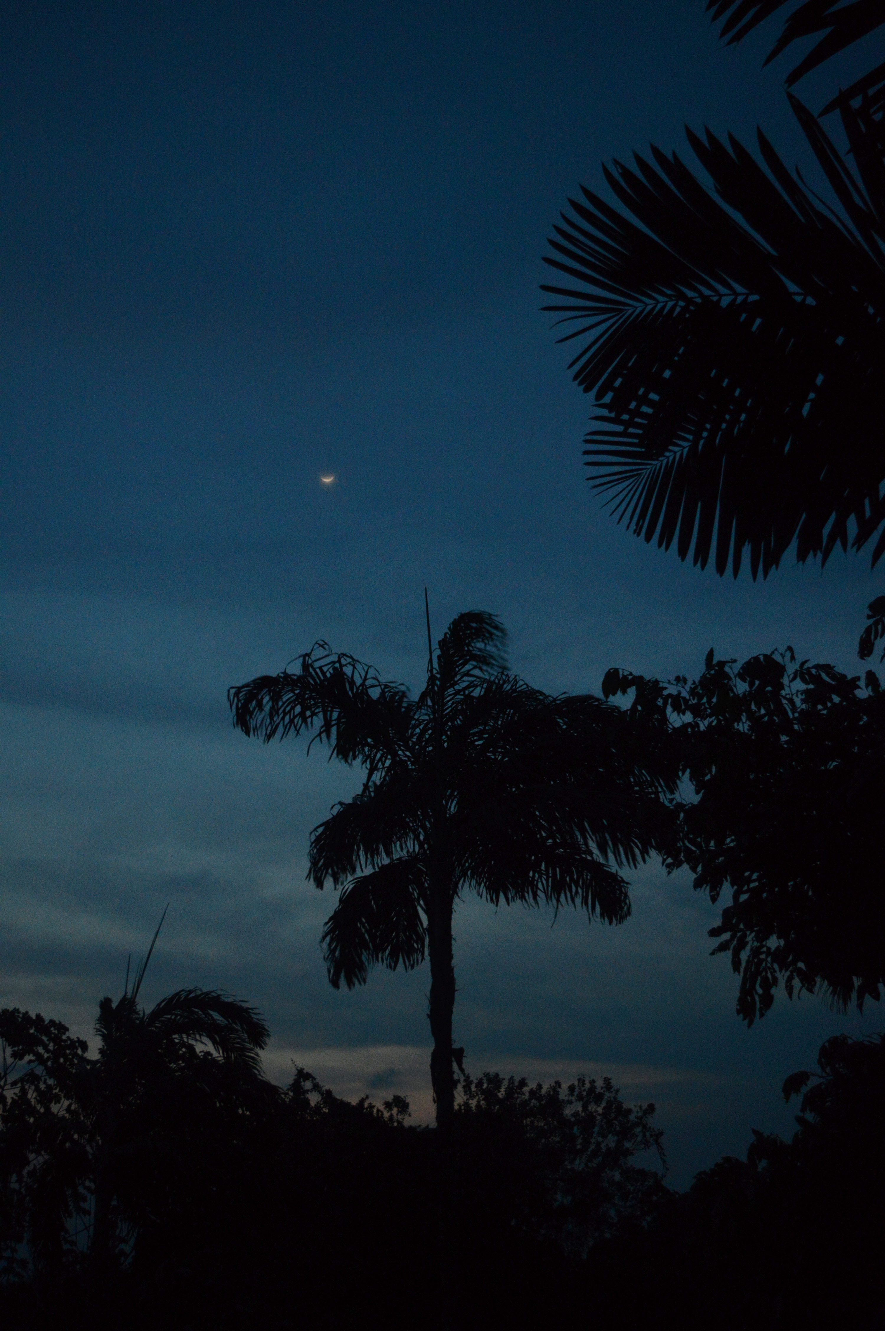 Lune en forme de sourire dans le ciel de nuit, avec les formes à contre jour de palmiers au premier plan