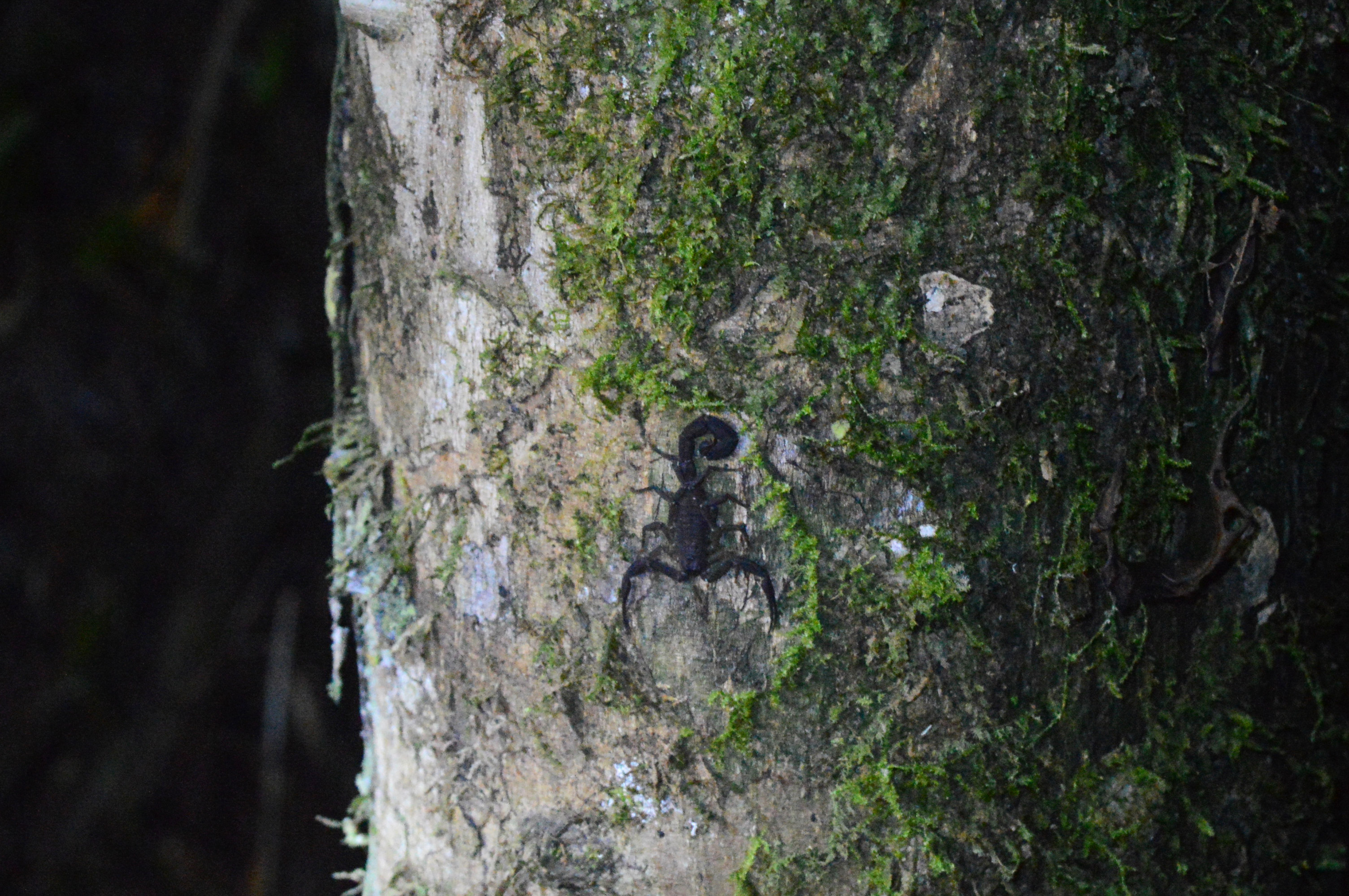 Scorpion noir à la queue enroulée, posé sur un tronc d'arbre à moitié recouvert de mousse