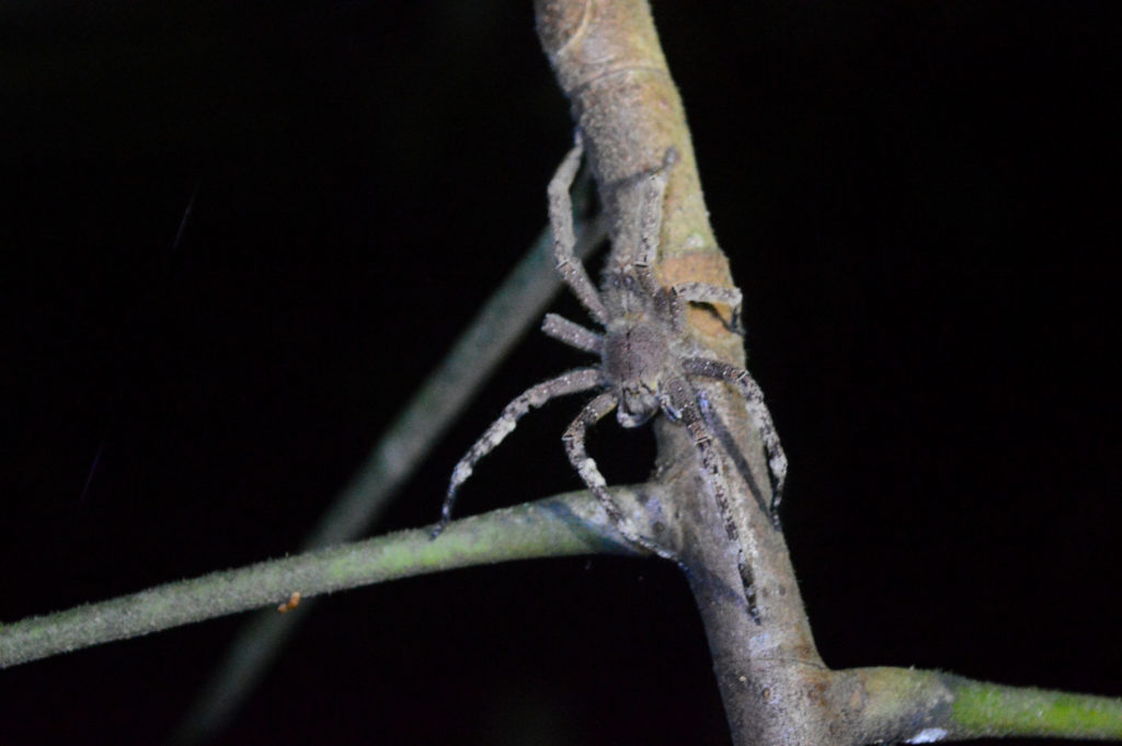 Mygale grise sur une branche