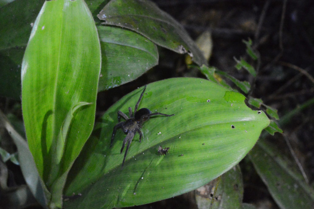 Araignée noire sur une grande feuille verte dans la jungle amazonienne