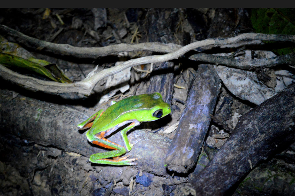 Grenouille verte fluo d'Amazonie, aux pattes aux contours orange, au sol