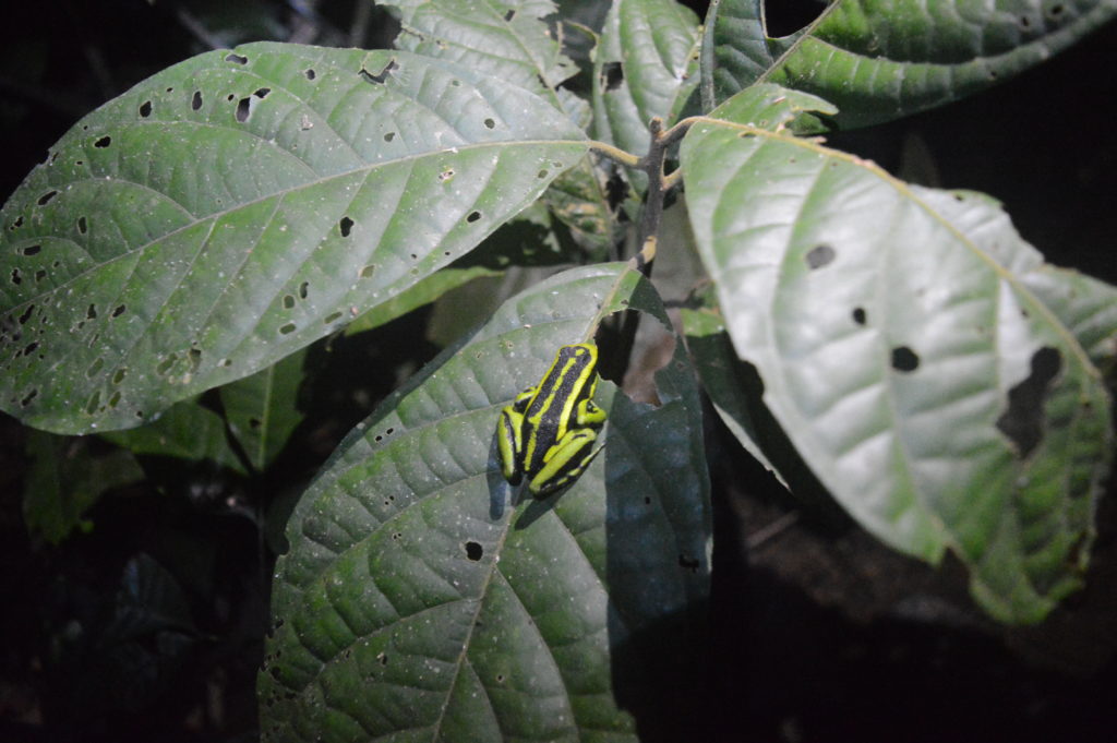 Grenouille aux rayures noire et jaune, posée sur une grande feuille