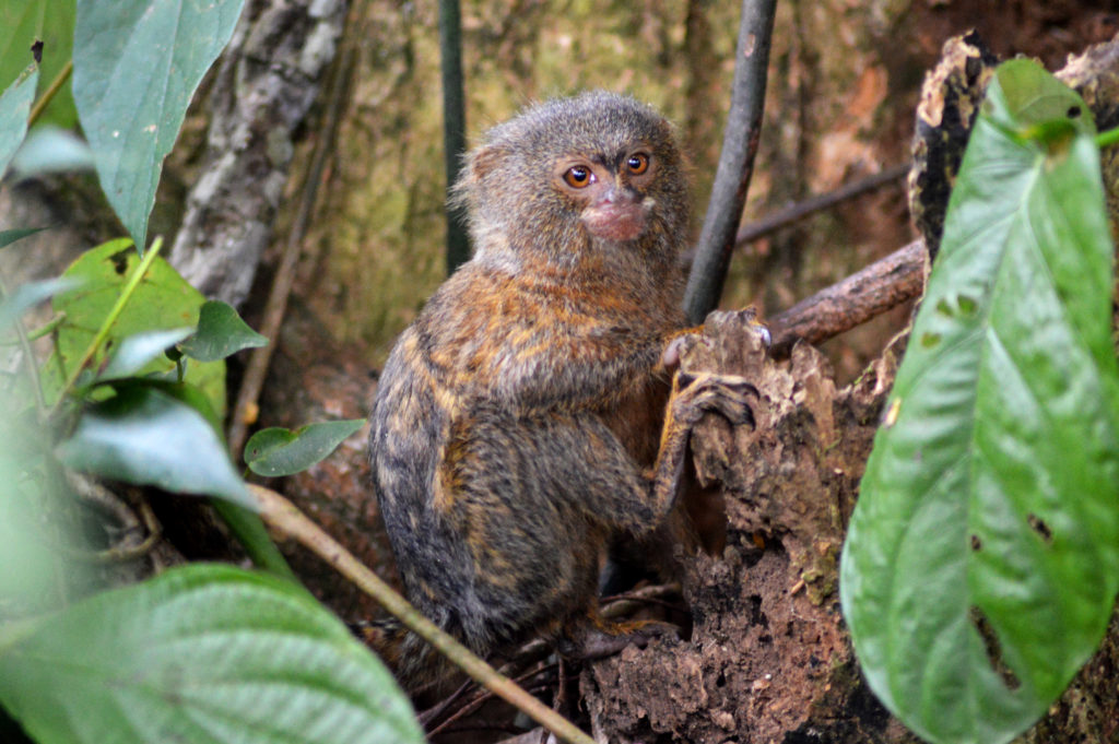 Ouistiti pygmée d'Amazonie, en gros plan, au pelage gris et jaune, yeux marron orange, assis sur une branche, entre 2 feuilles vertes