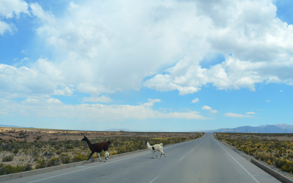 Lamas traversant la route