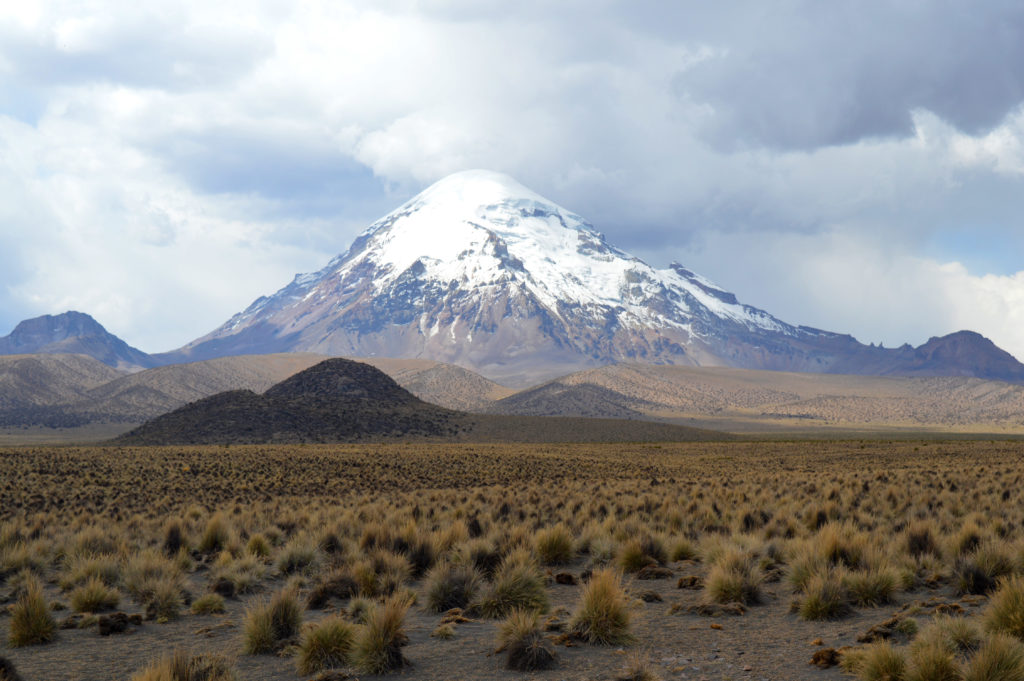 Herbes jaunes de l'altiplano au pied du volcan Sajama