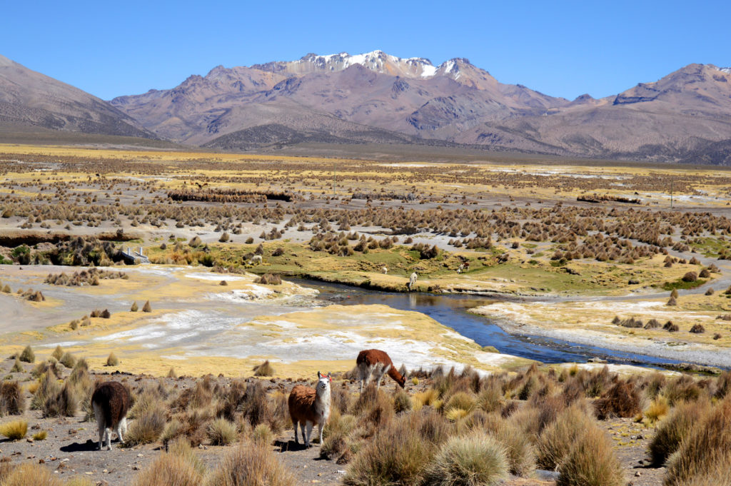 Panorama sur l'altiplano : des lamas et une rivière traversant la plaine, avec au fond la chaine de montagnes