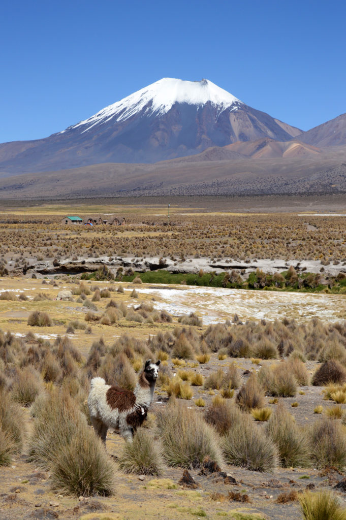 Lama au milieu de l'altiplano, avec le volcan enneigé Sajama en arrière plan