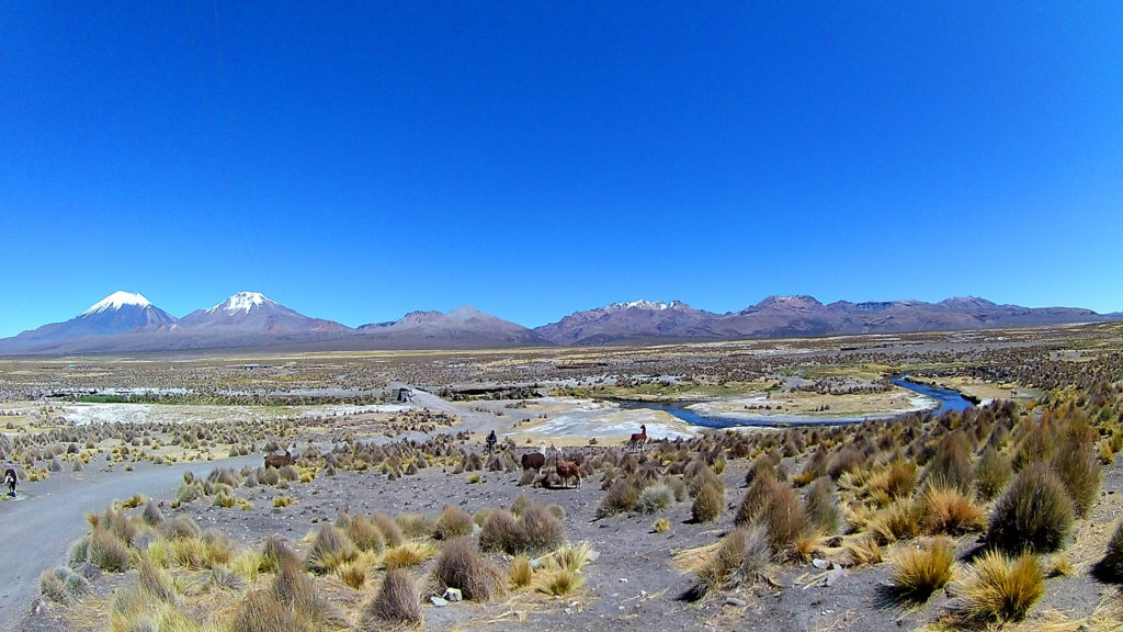 Panorama sur le parc national Sajama : volcans en toile de fond ; altiplano, rivière et lamas au premier plan