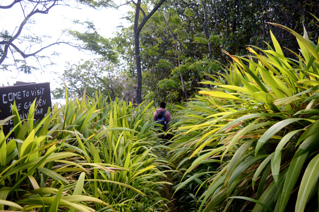 Passage au milieu de la végétation luxuriante