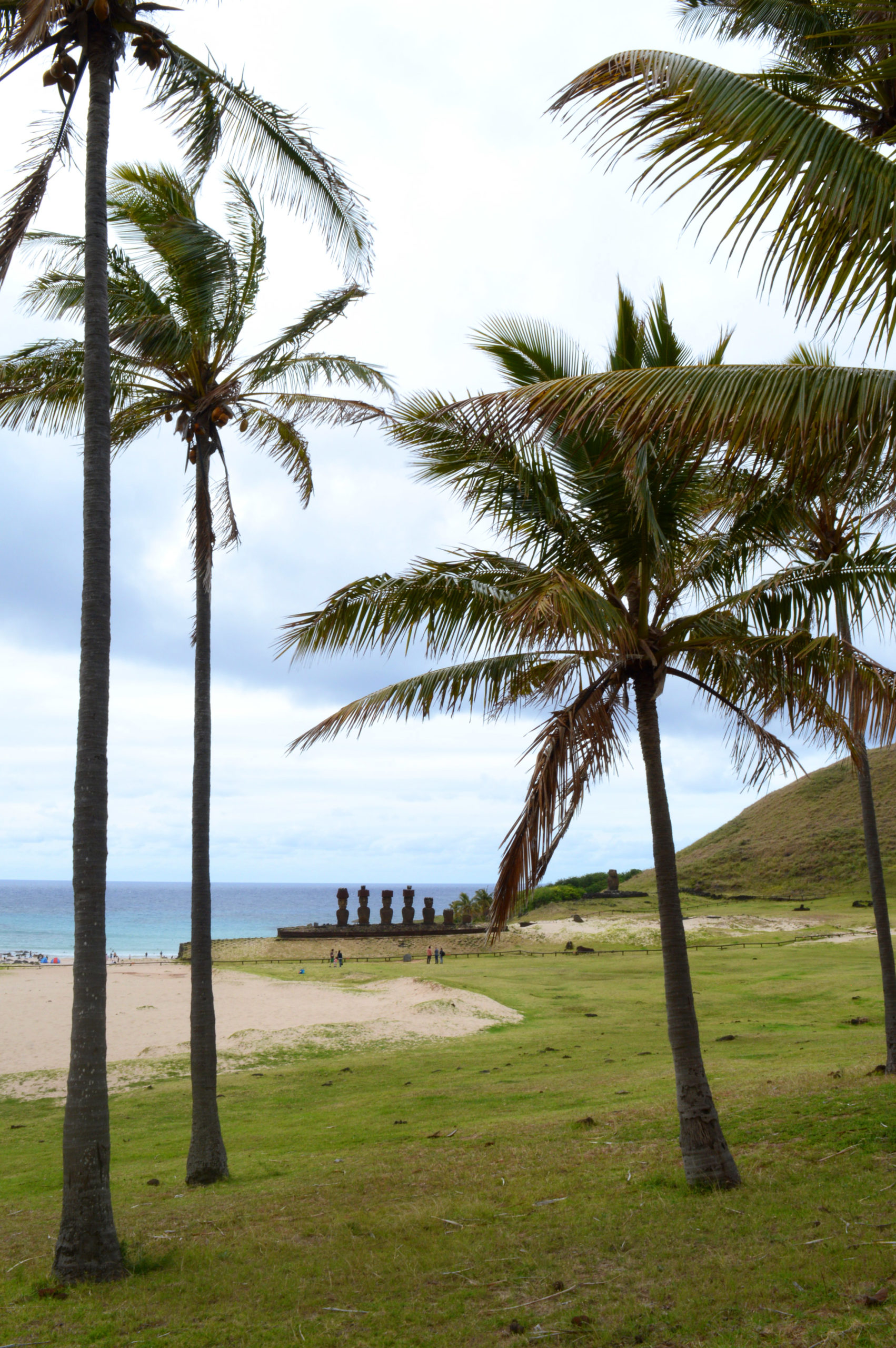Palmiers poussant dans l'herbe avant la plage
